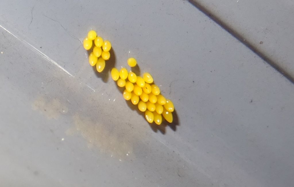 31 uova gialle .....sulla carrozzeria